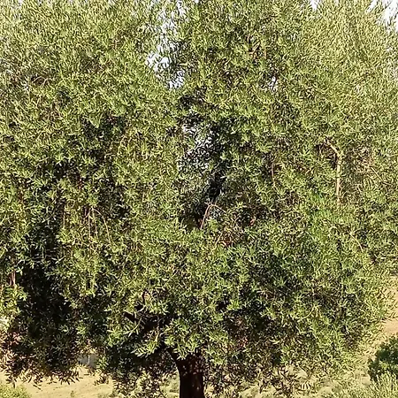 Val Della Pieve アンギアーリ